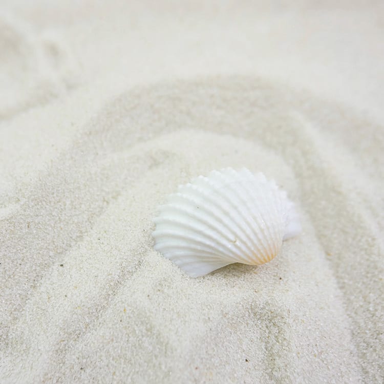 shell on sand