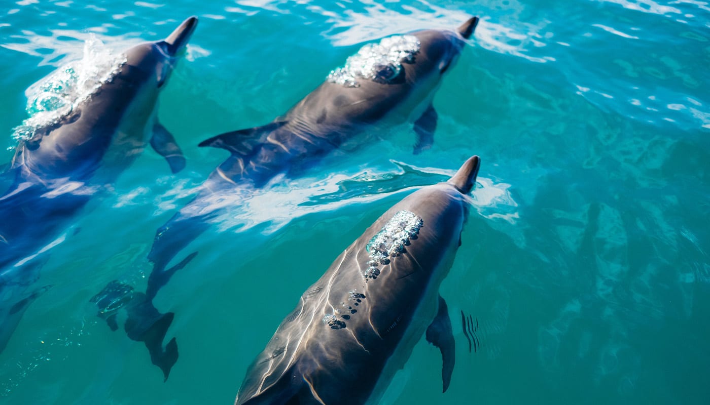 dolphins